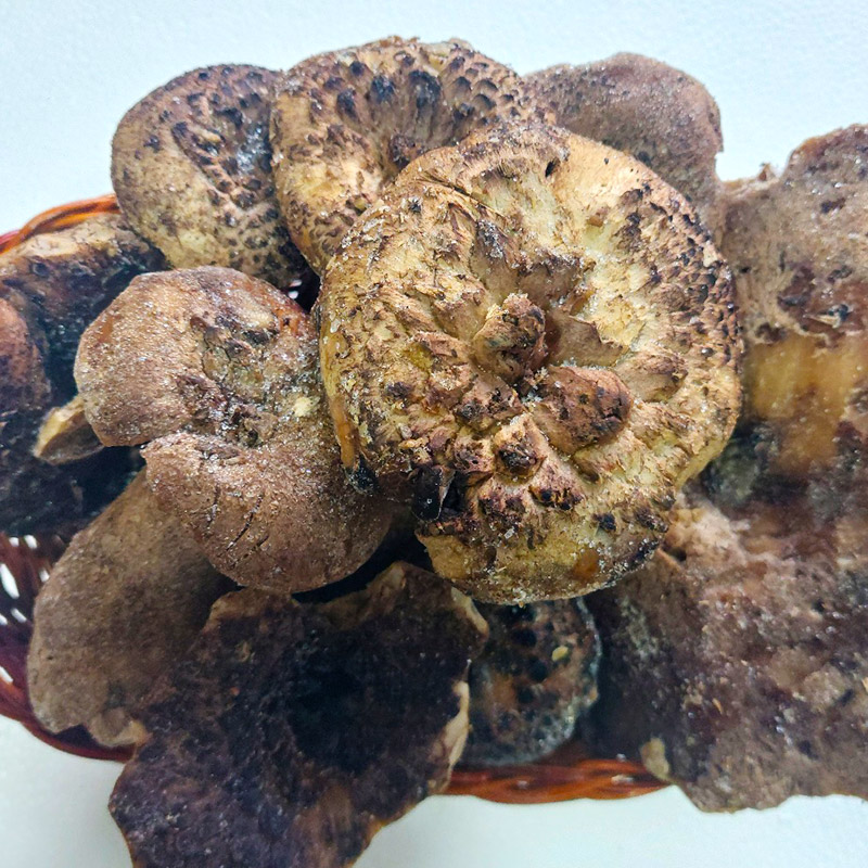 자연산 냉동능이버섯 1kg