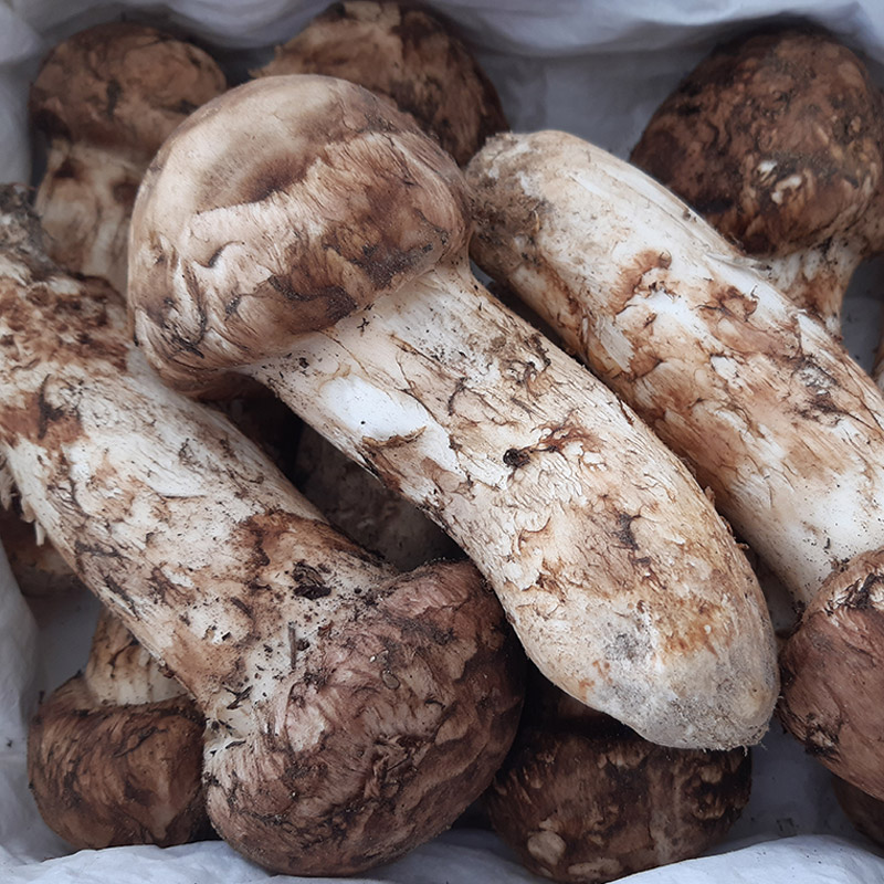 국내산 송이버섯 1kg