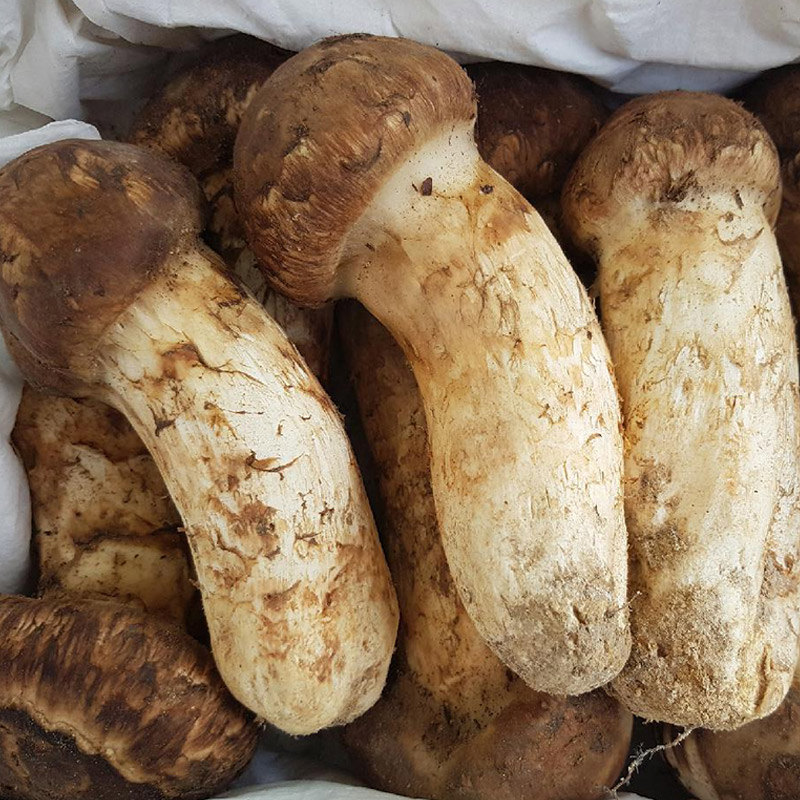 국내산 송이버섯 1kg