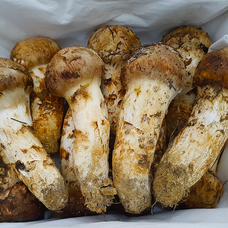 국내산 송이버섯 1kg